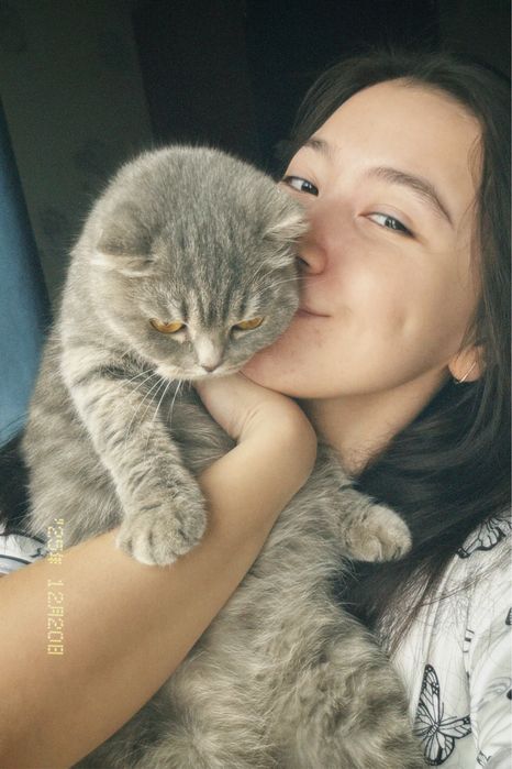 Шотлансдкая кошка