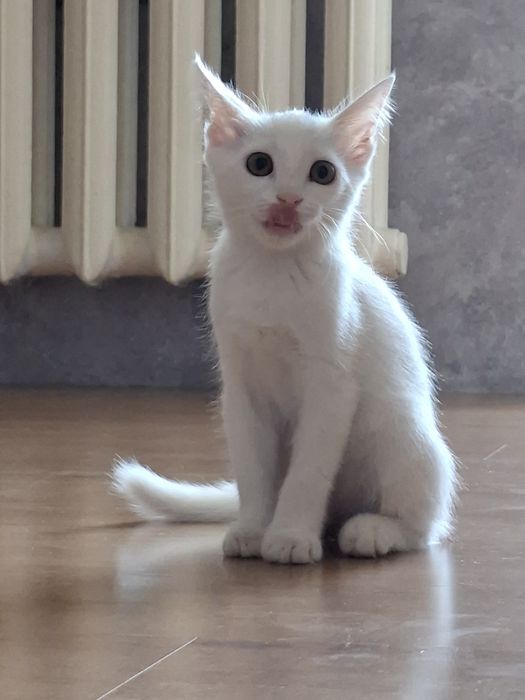белый котенок девочка