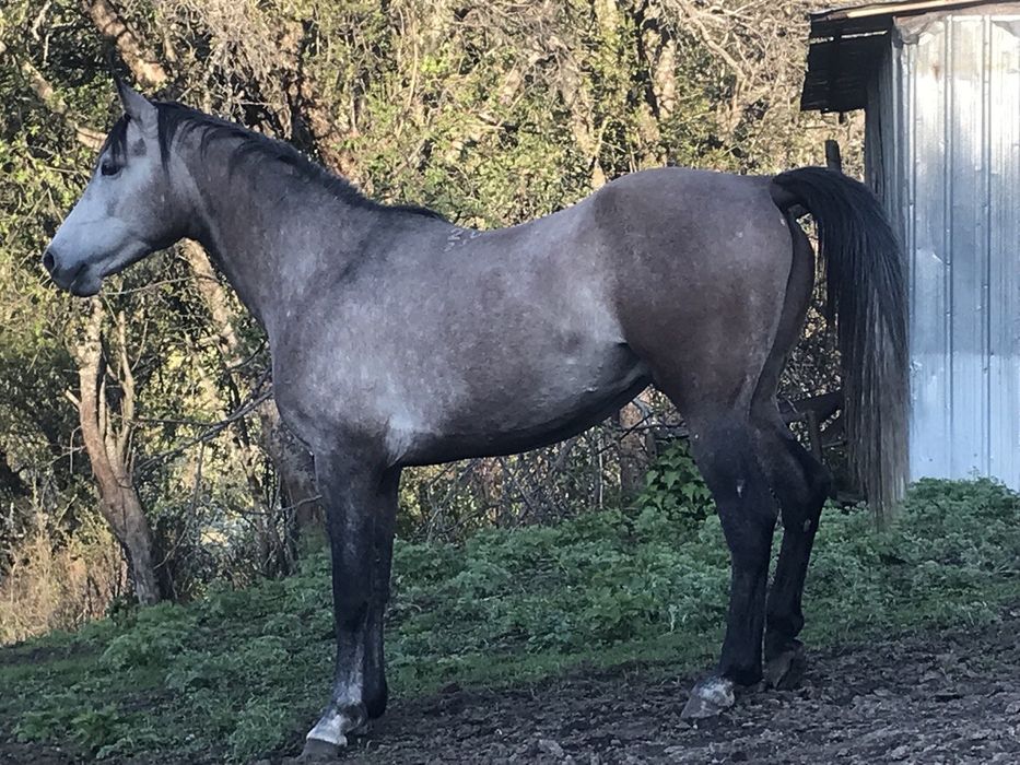 Продам Арабского жеребца потомка знаменитых жеребцов