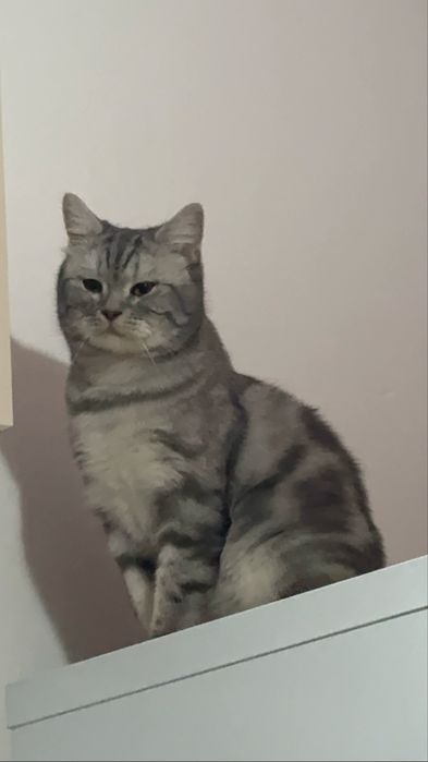 Шотландец Скоттиш Страйт