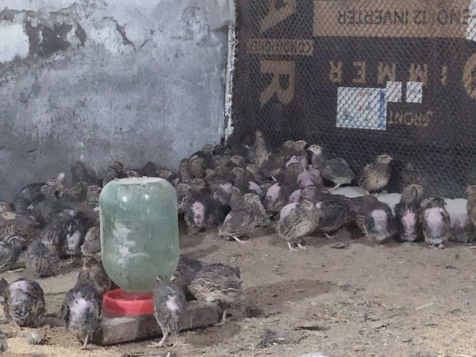 Беданалар сотилади