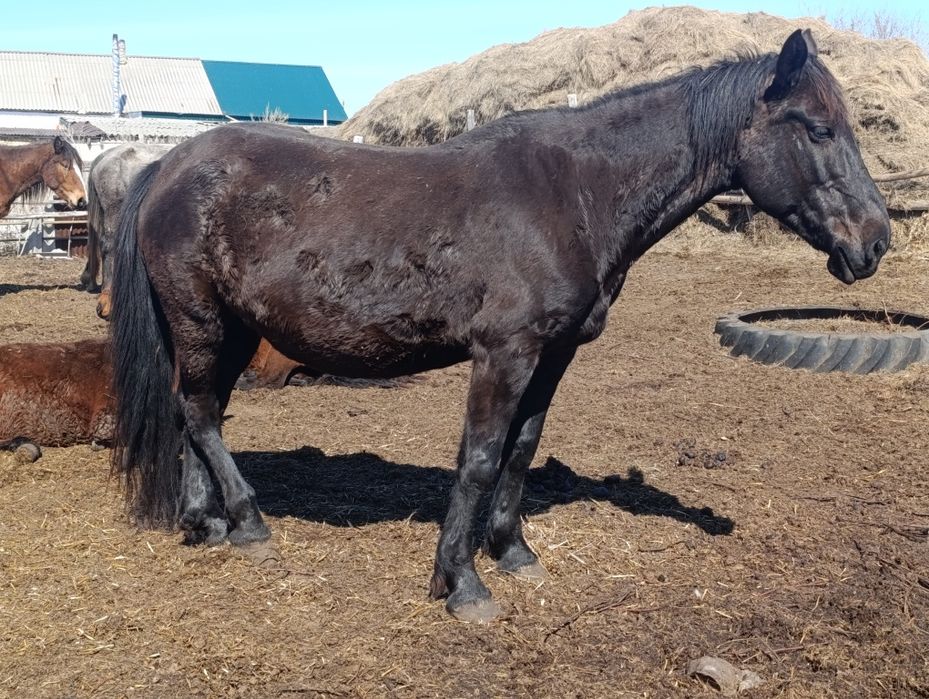 Продам кобылу жеребая.