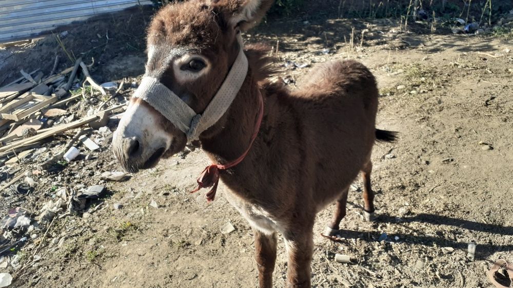 Продам Иванов 20000тенге