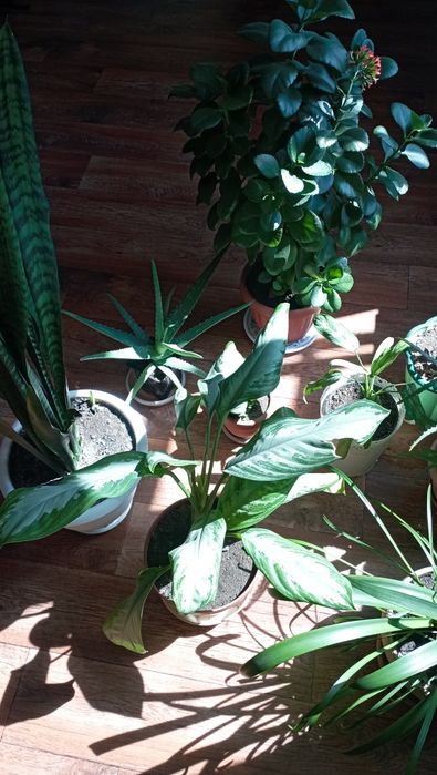 Комнатные растения