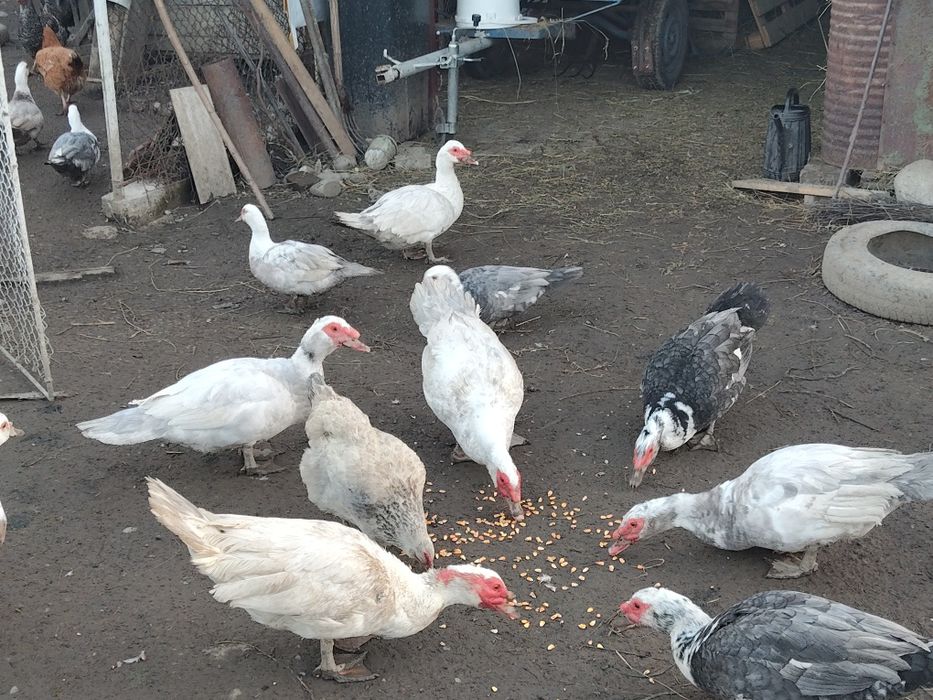 Vând rată.   mută