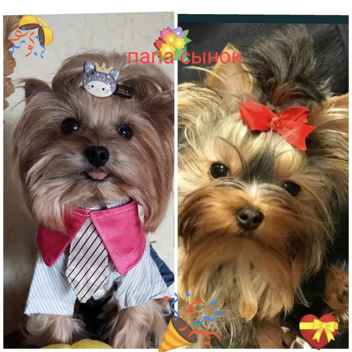 Мини Йорк ждёт невест