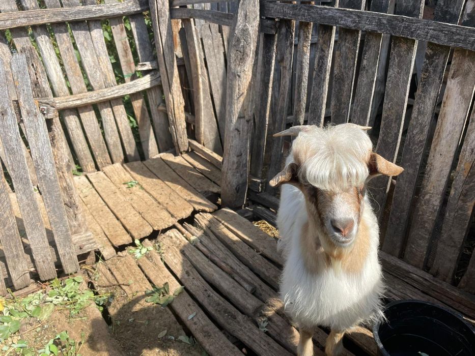 Vând doi iezi in viu