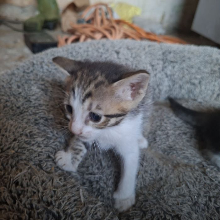 Donez pisicuțe spre adoptie