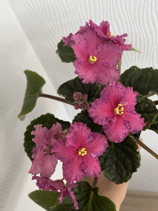 Фиалка розовая с синим крапом