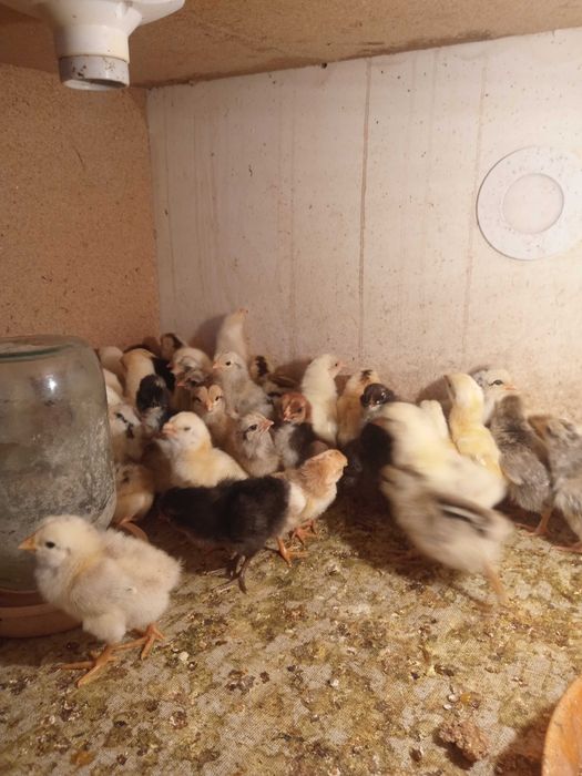 Инкубатор сотилади