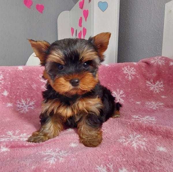 Yorkshire Terrier Toy Un Micut Special pentru Familia Ta