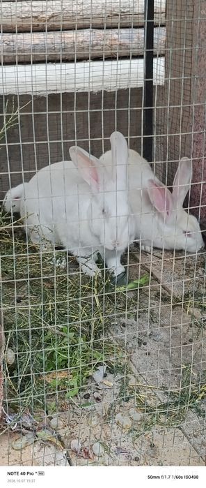 Kuyon og'il qiz 1 bolasi