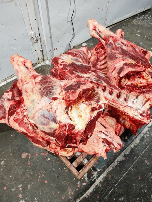 Мясо говядины конины тушами