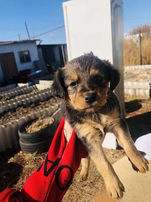 Раздаем шенят город шахтинск