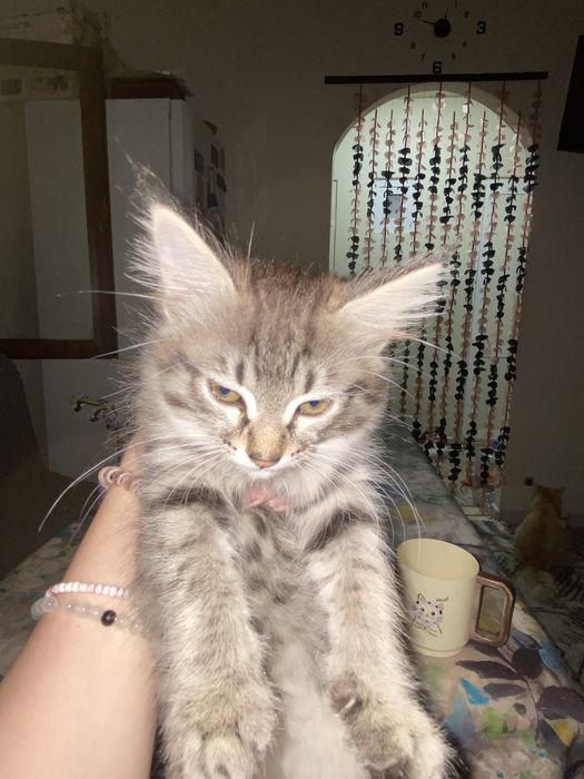 Отдам котенка девочку