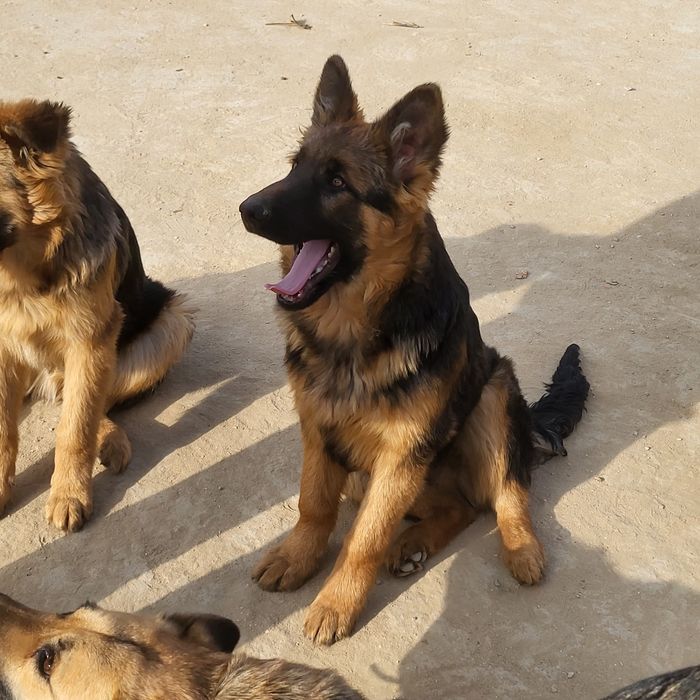 Щенки Немецкой Овчарки