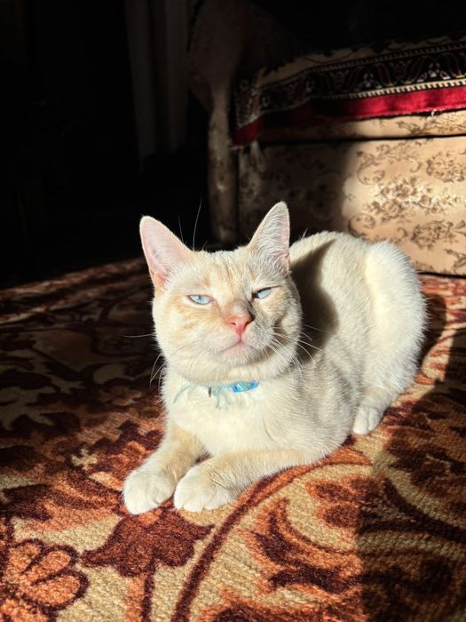 Отдам кота в добрые руки