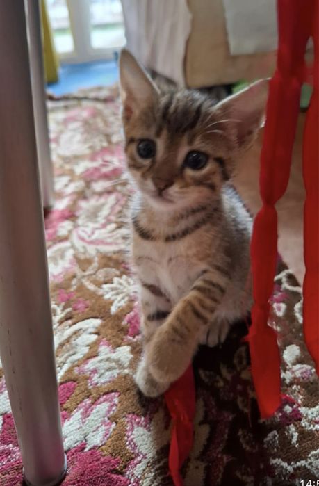 Отдаем очаровательных котят
