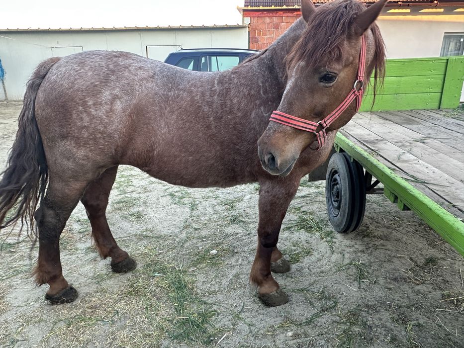 De vanzare iapă merge pe 11 ani