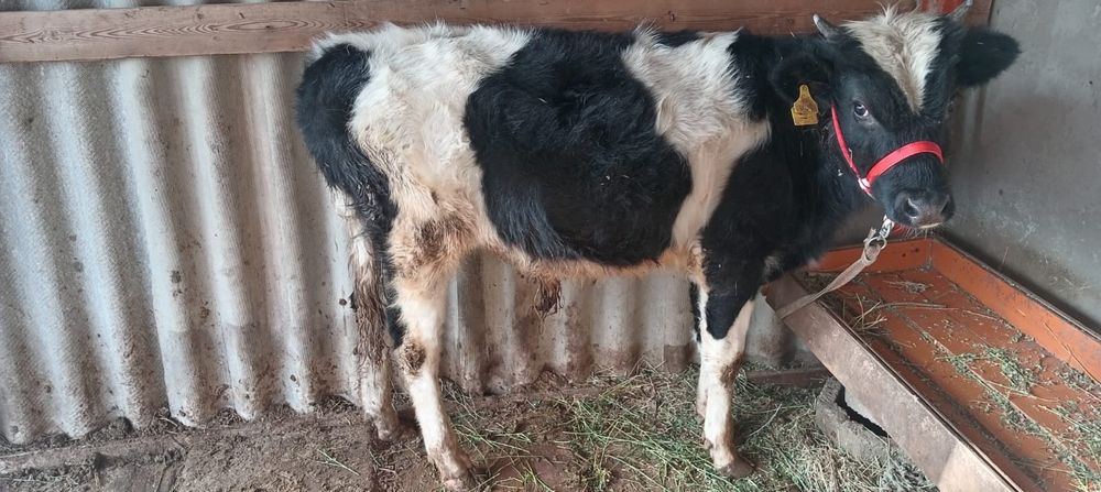 Бука бык бир жасар 2 еу