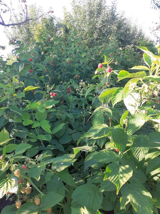 Vând butasi arbusti