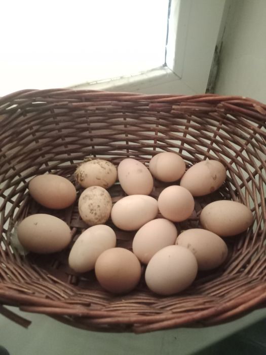 Продают Яйцо Светлая брамы