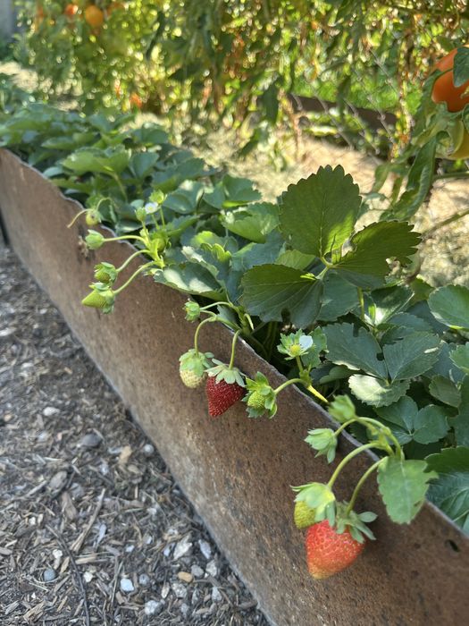 Клубника рассада