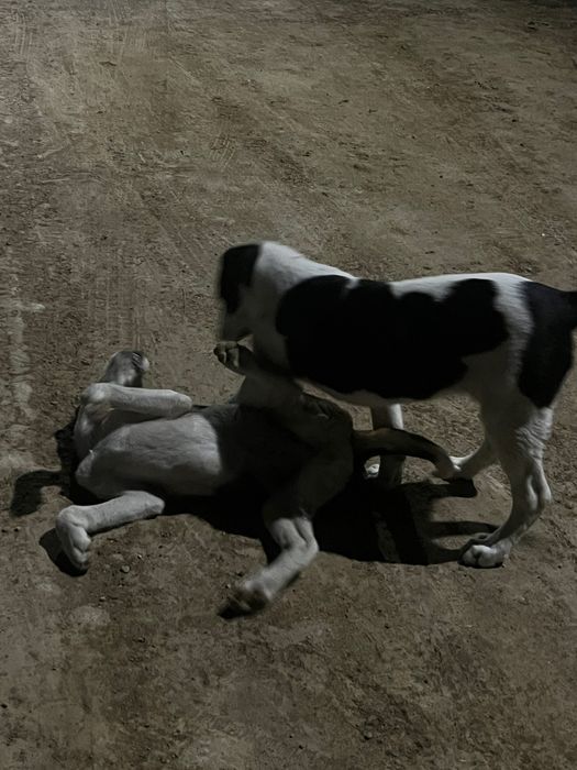 Собака алабай на продаже