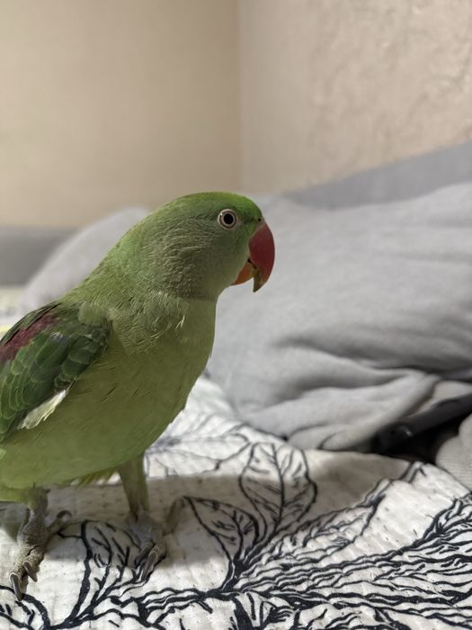 Александрийский попугай