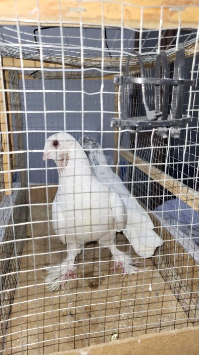 Кабутар пара сотилади