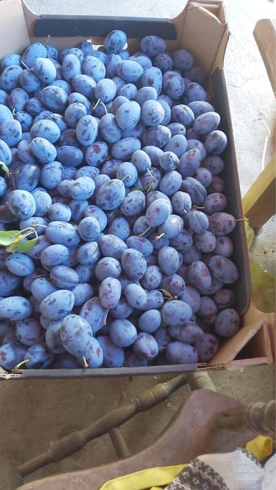 prune nestropite