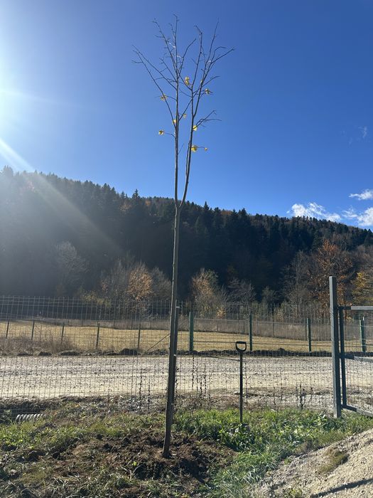 Platan / Mesteacan / Tei