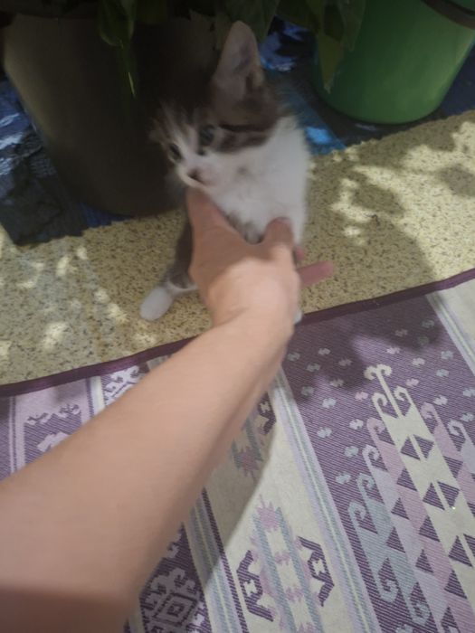 Отдам котенка девочка