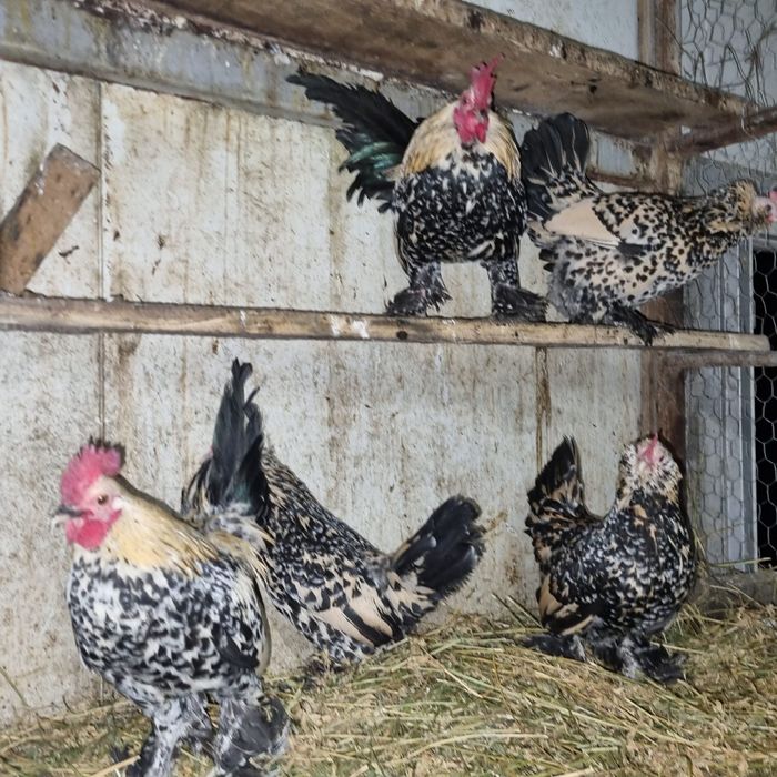 Ouă de găină rasa mii de flori