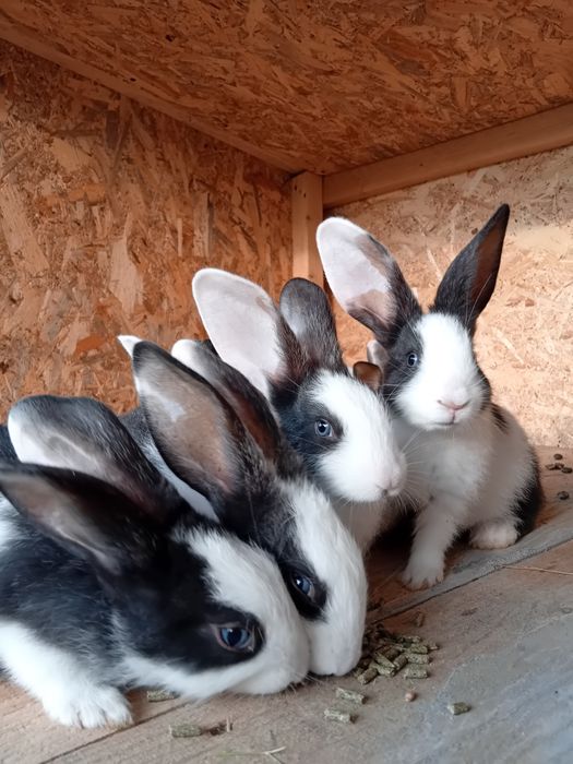 Vând iepuri hycole francez 6 saptamani