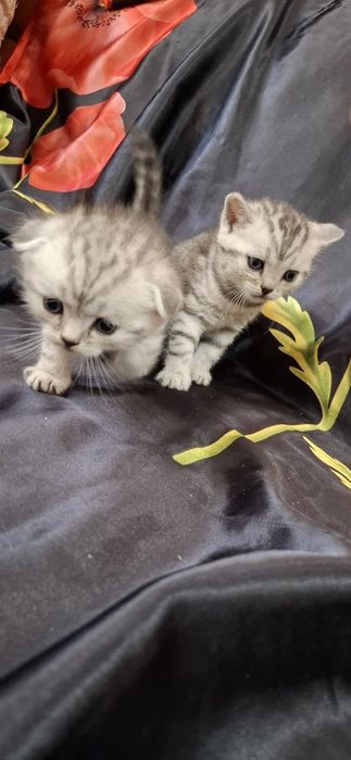 Шикарные вислоухие котята