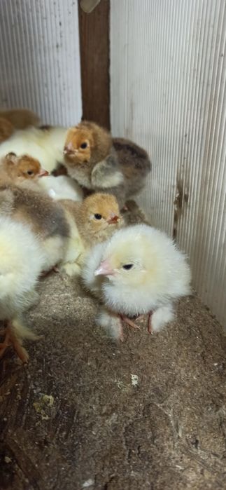 Цыплята домашние