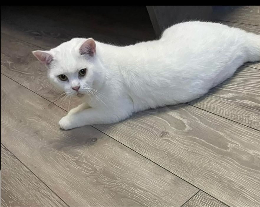 De vanzare motan british