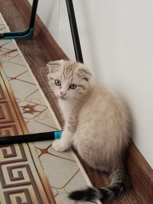 Подорю котят весло ухи