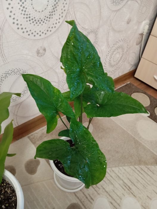 Продам растения комнатные