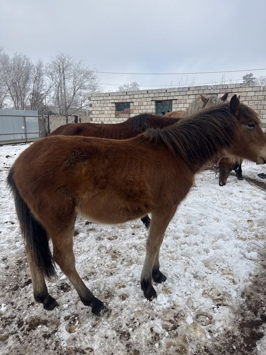 Продам кобылку год полтора