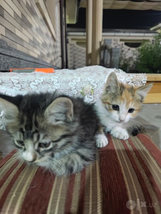 Маленькие котята