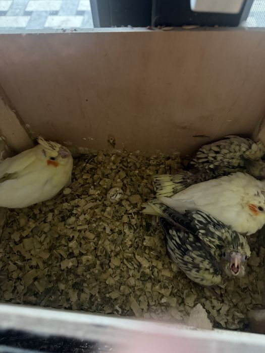 Продается попугай Карилла