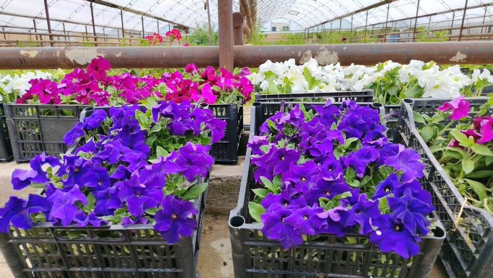 Petunia gulimiz ochildi 2000