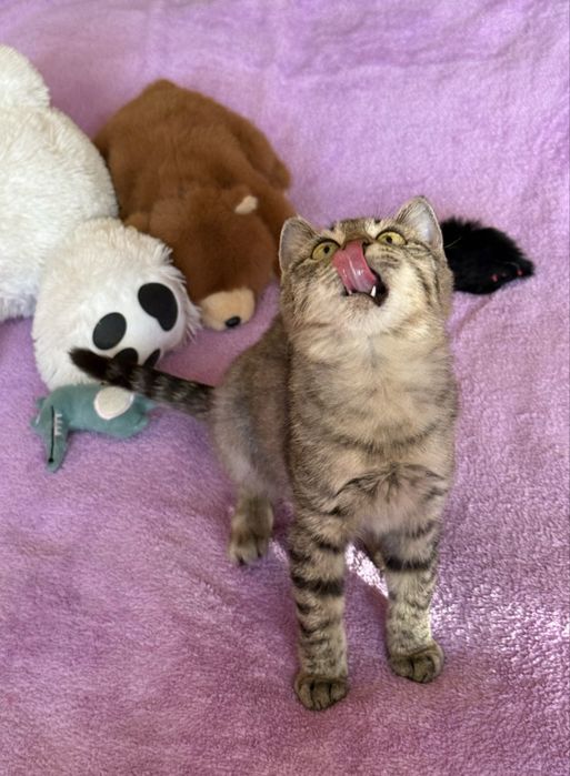 Котенок в добрые руки