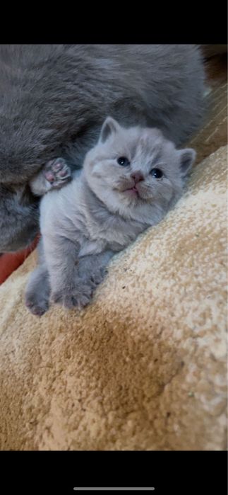 De vanzare pisoi british shorthair