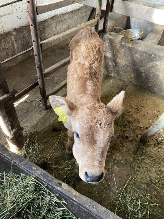 Продам корову с теленком