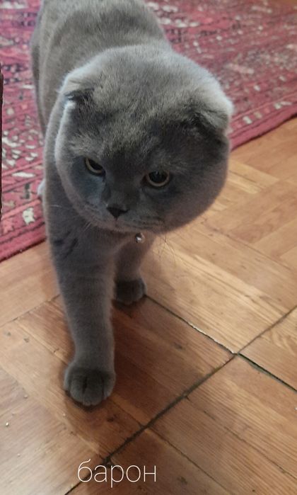 Кот на вязку скоттиш фолд