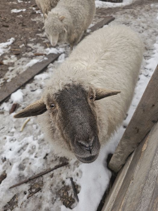 Продам вкусного барана