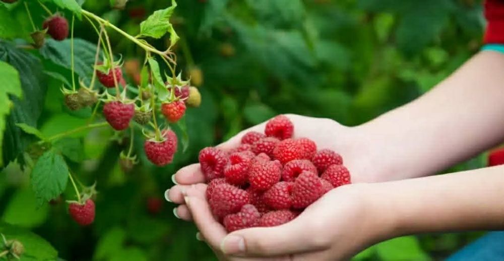 Продавйм расат ягоди и малина